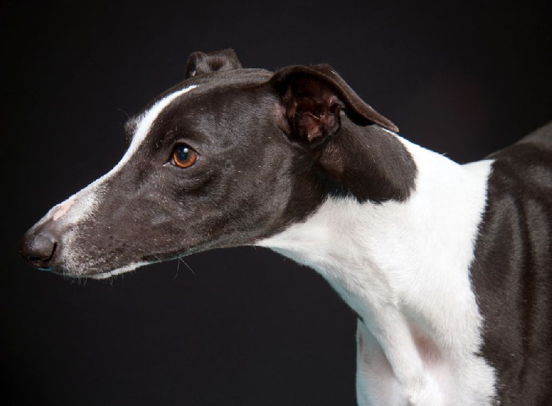 Publication : Des Filles D'eole Auteur : Catherine Munier Fourquet