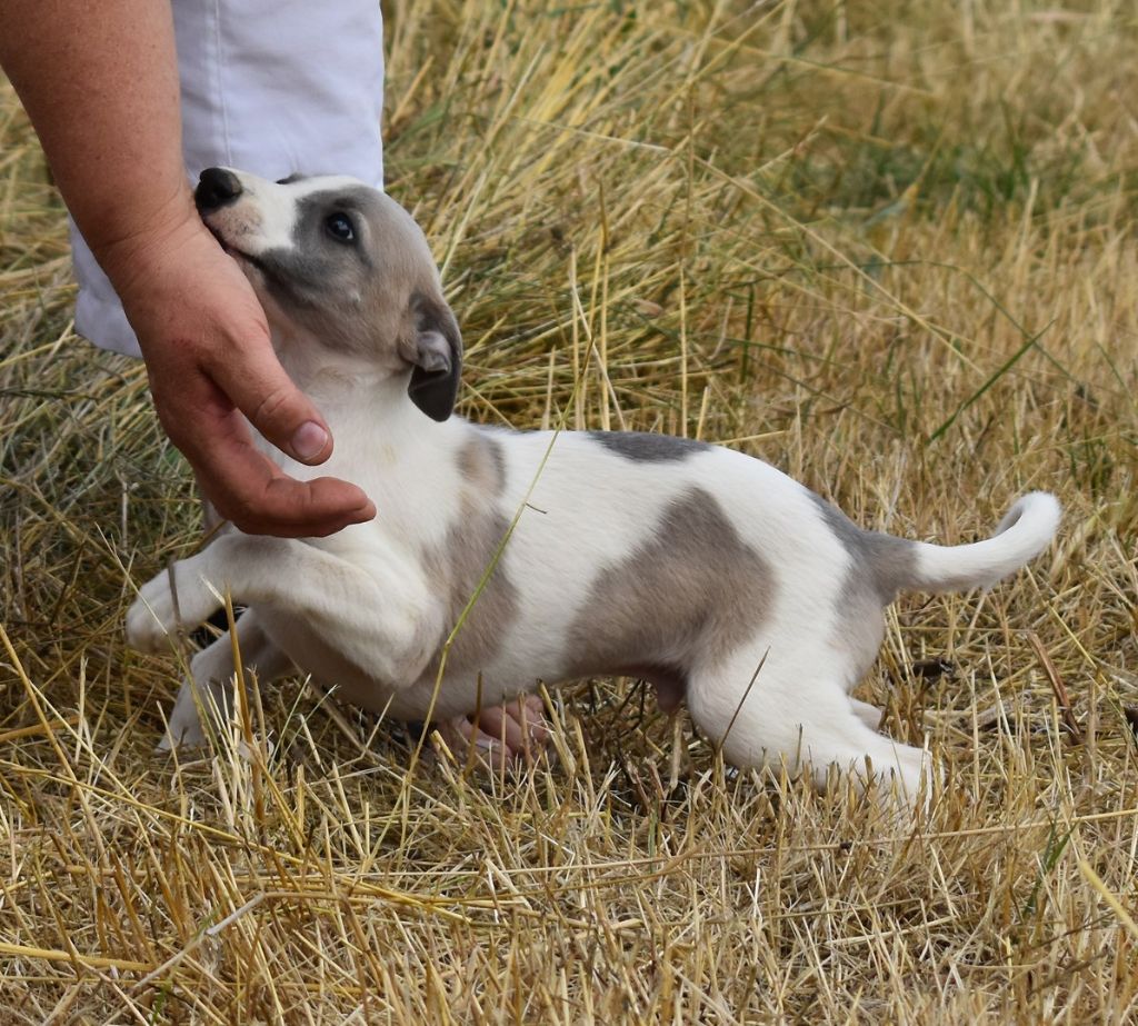 PHANTAISIE DE BERLIOZ