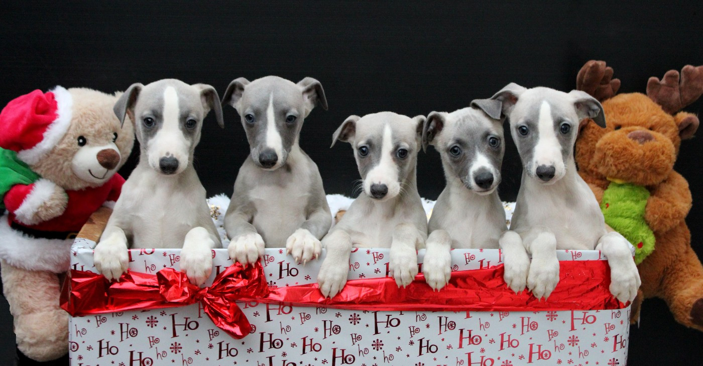 Whippet - Des Filles D'eole