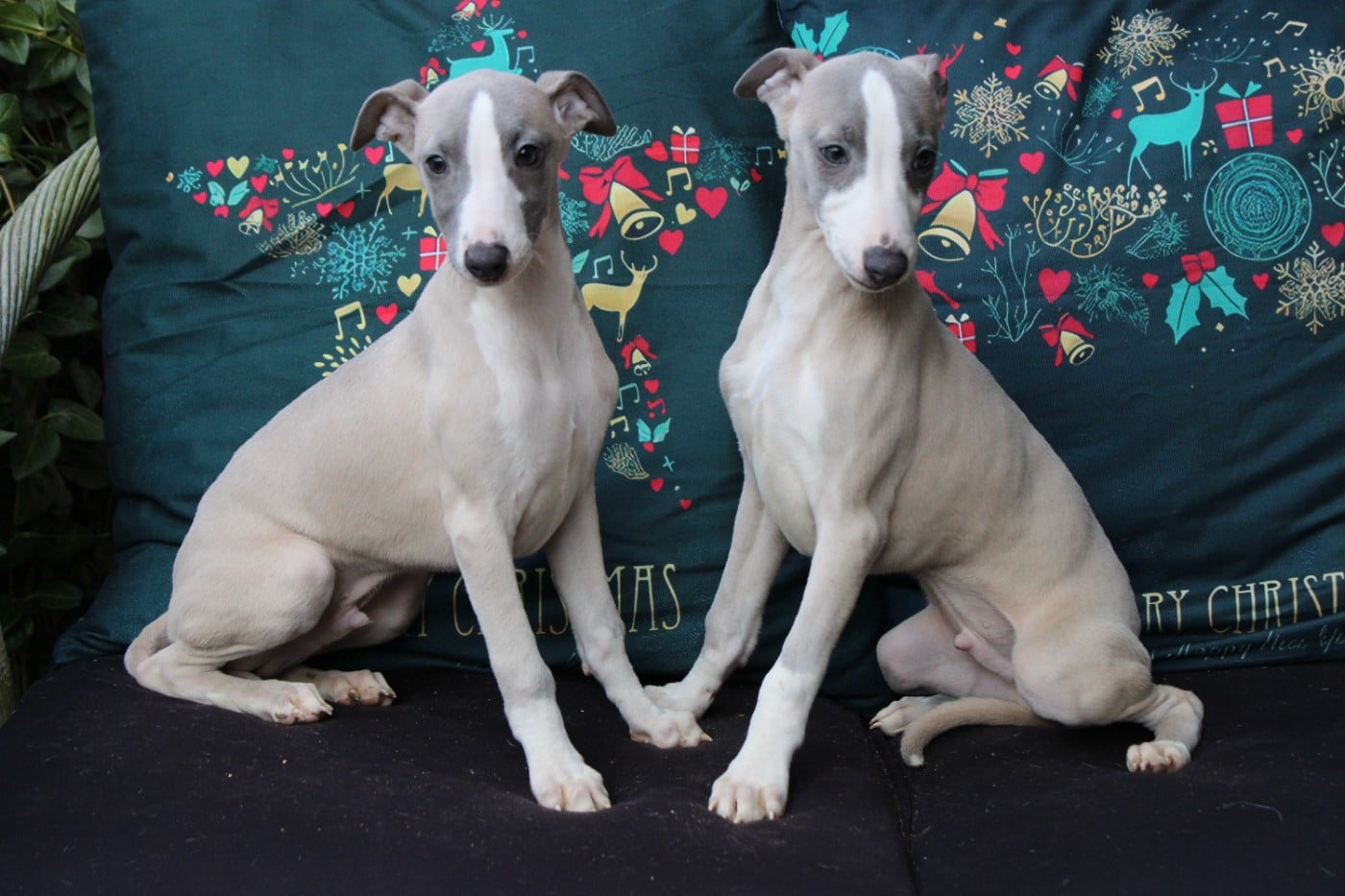 Whippet - Des Filles D'eole