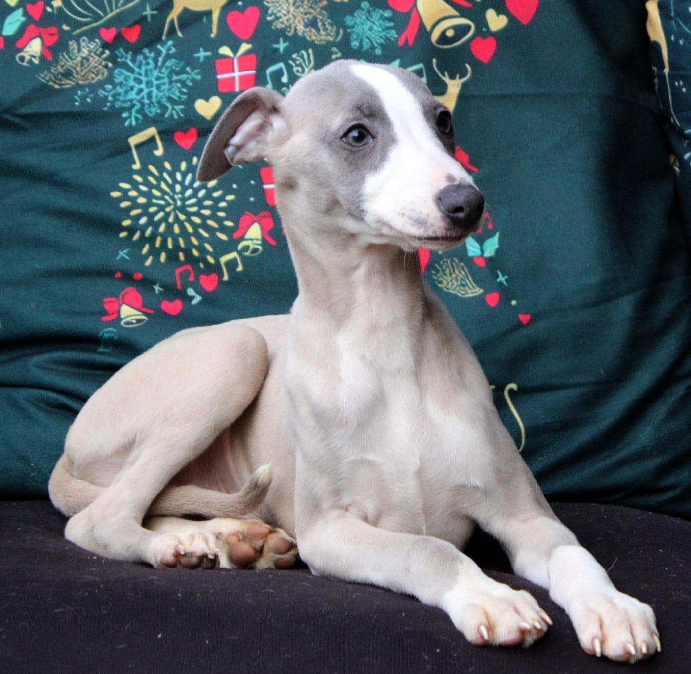 Whippet - Des Filles D'eole