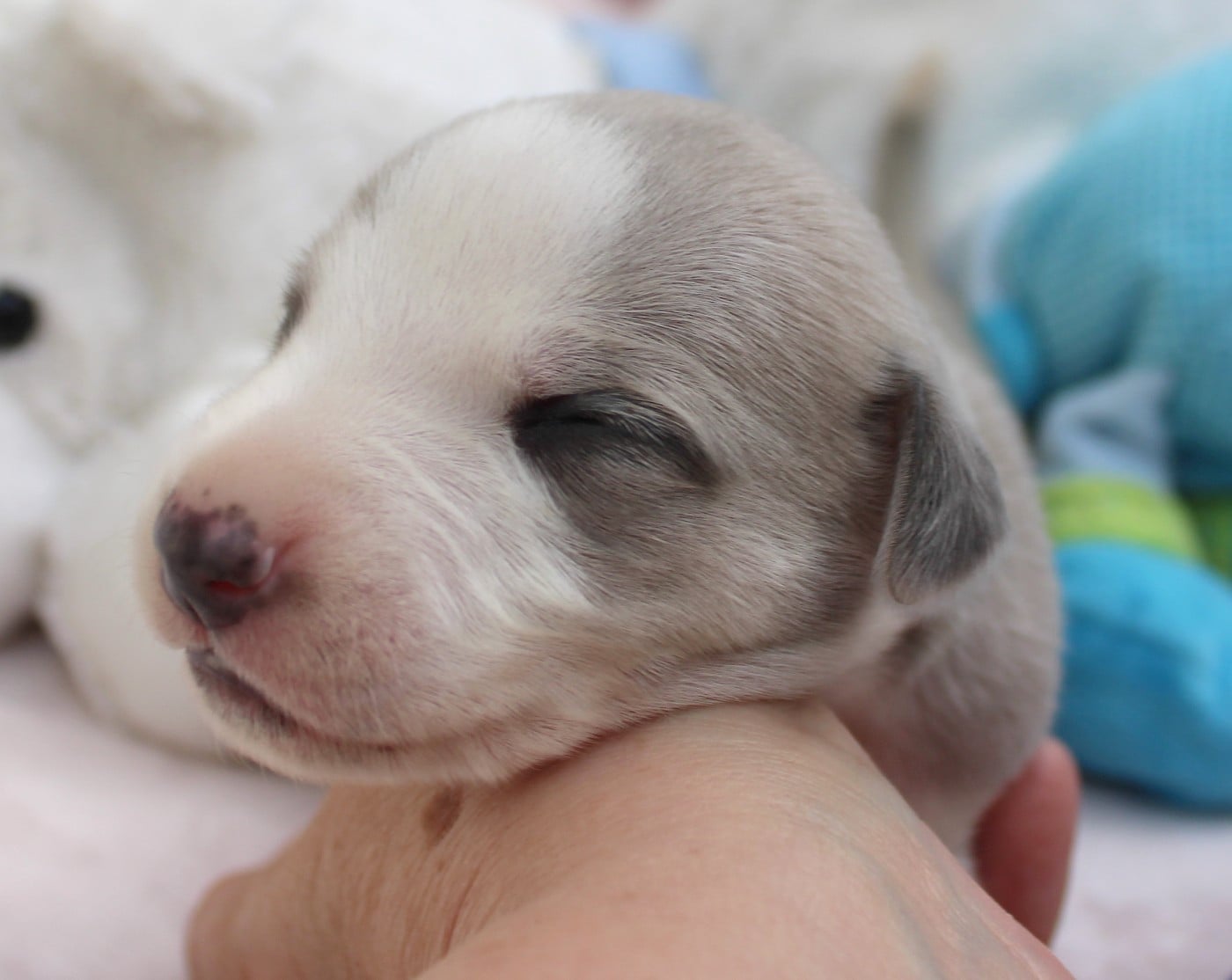 BEL AVENIR dit BASILE