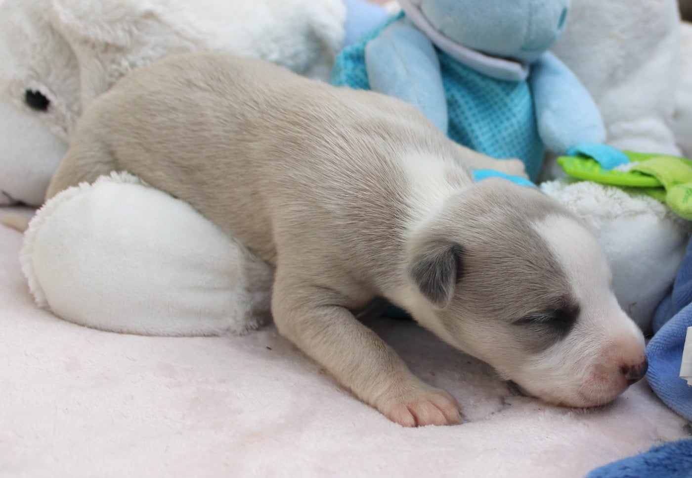 BEL AVENIR dit BASILE