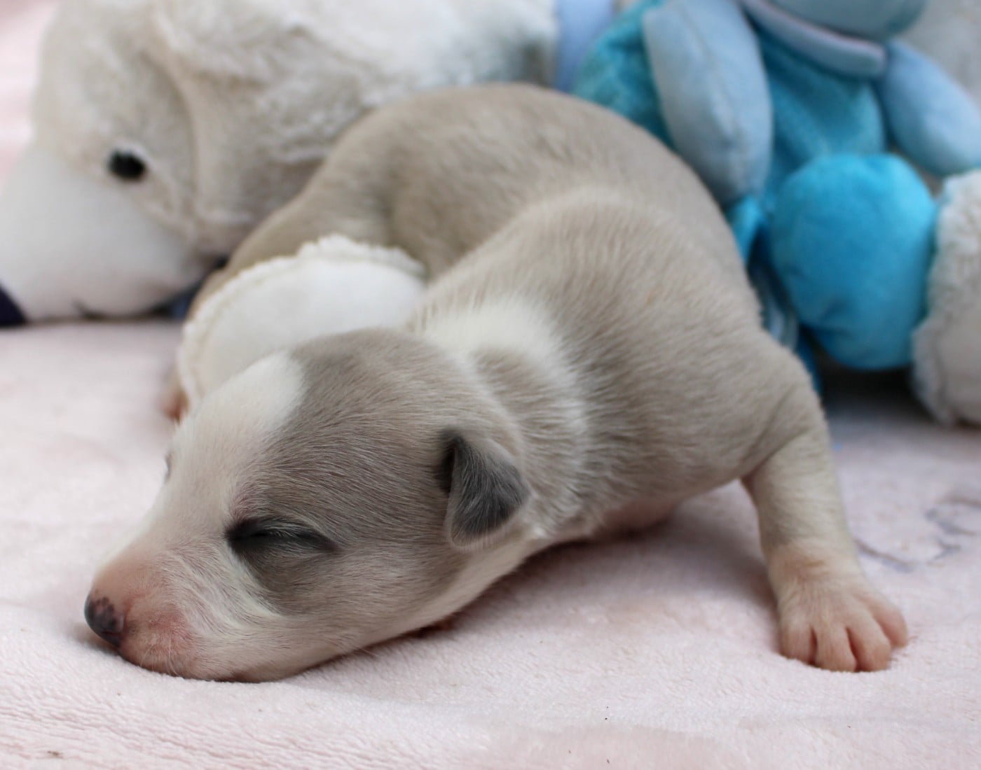 BEL AVENIR dit BASILE