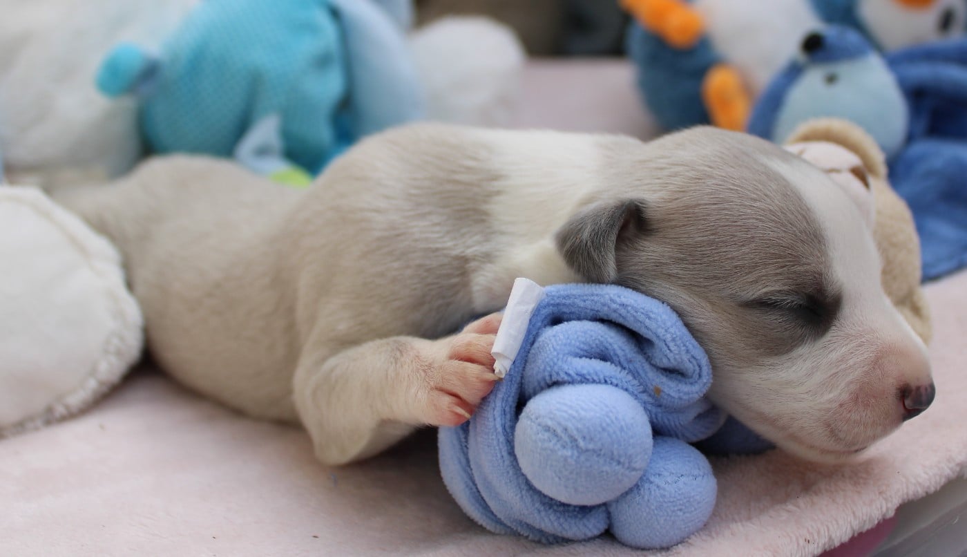 BEL AVENIR dit BASILE