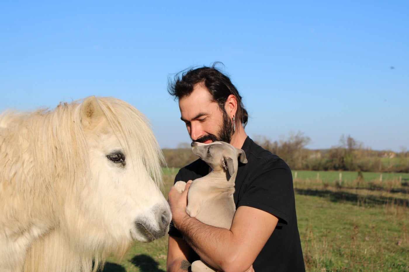 Whippet - Des Filles D'eole