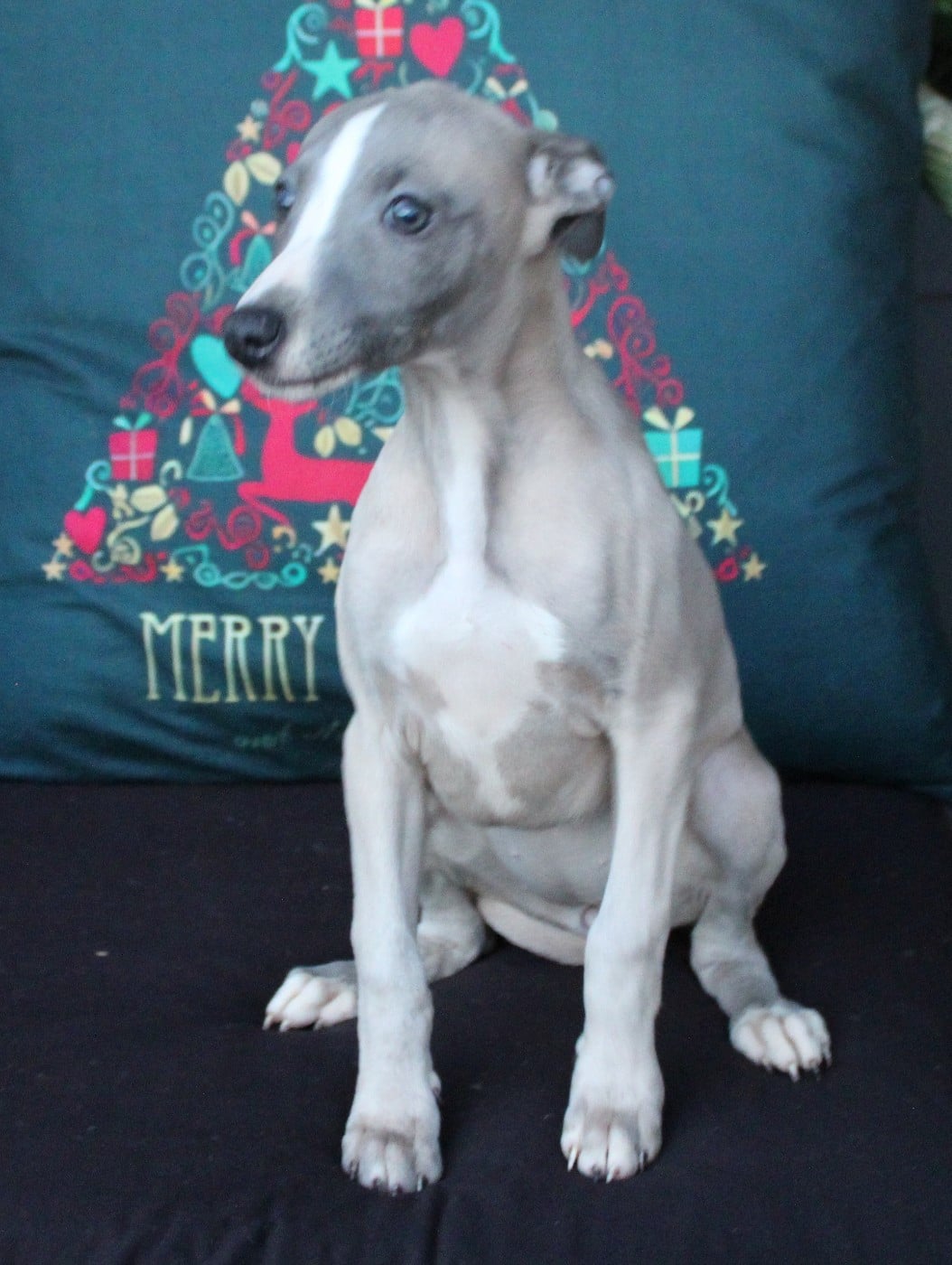 Whippet - Des Filles D'eole