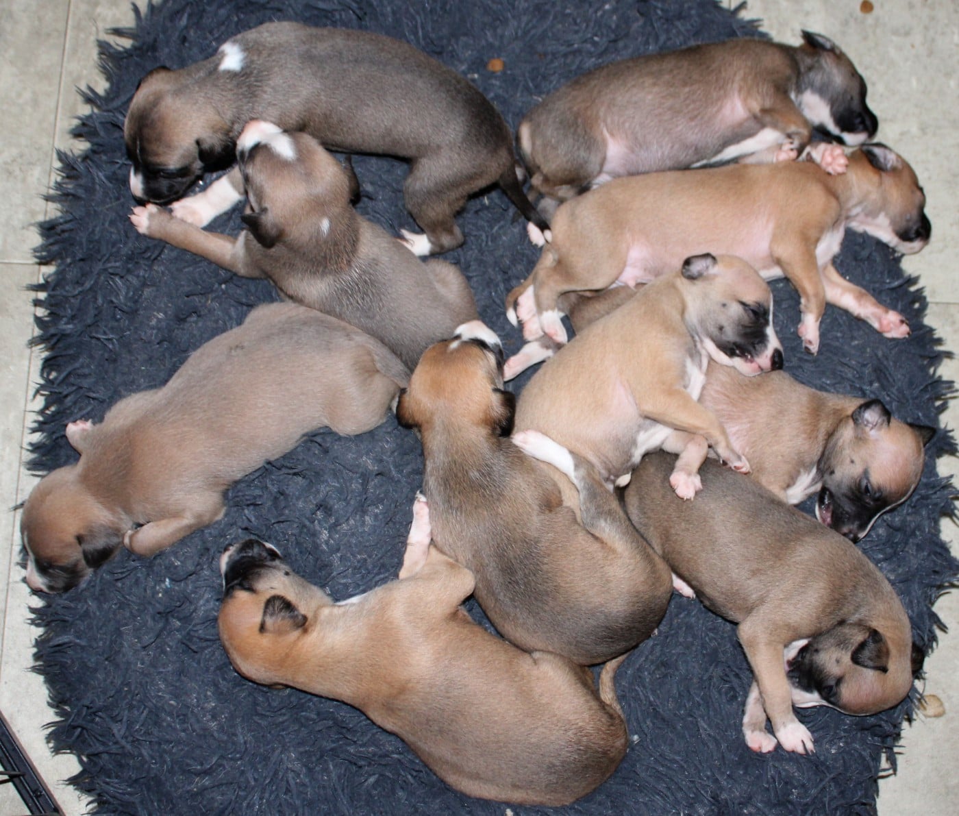 Whippet - Des Filles D'eole