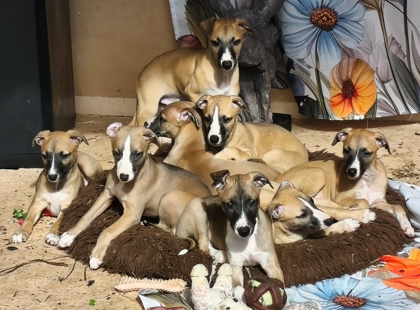 Whippet - Des Filles D'eole