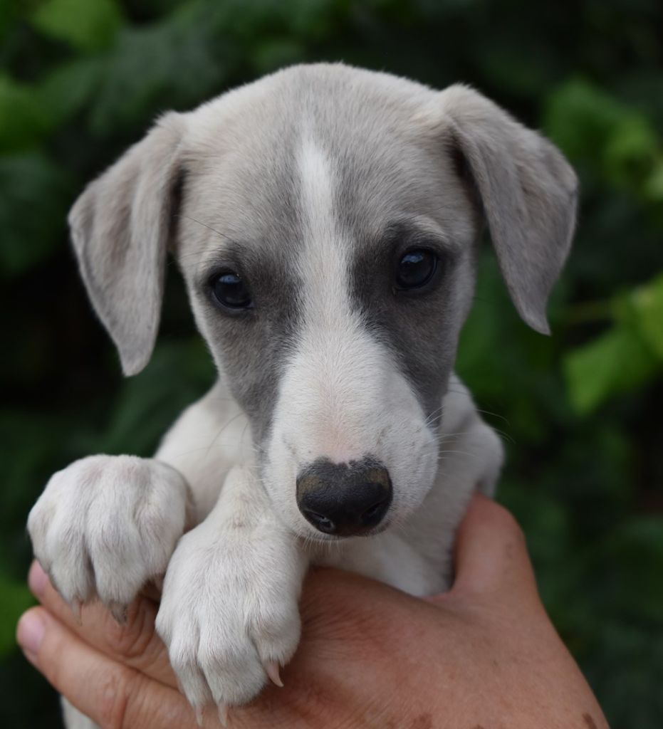 PHANTAISIE DE CHOPIN