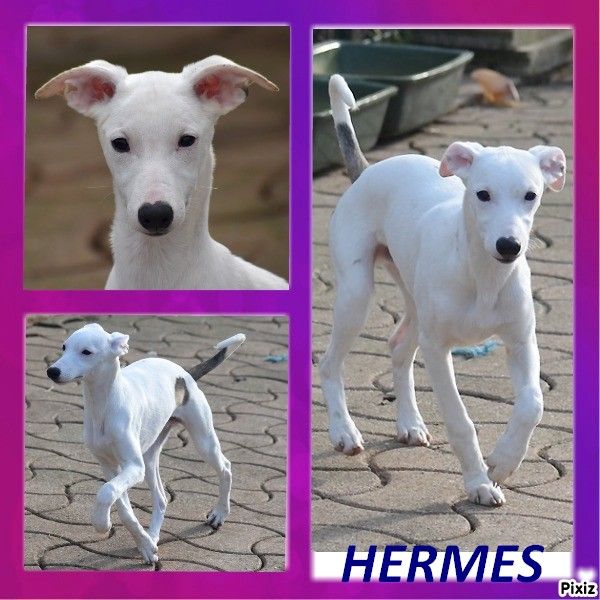 TEMPTED BY HERMES