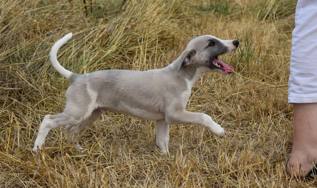 PHANTAISIE DE CHOPIN