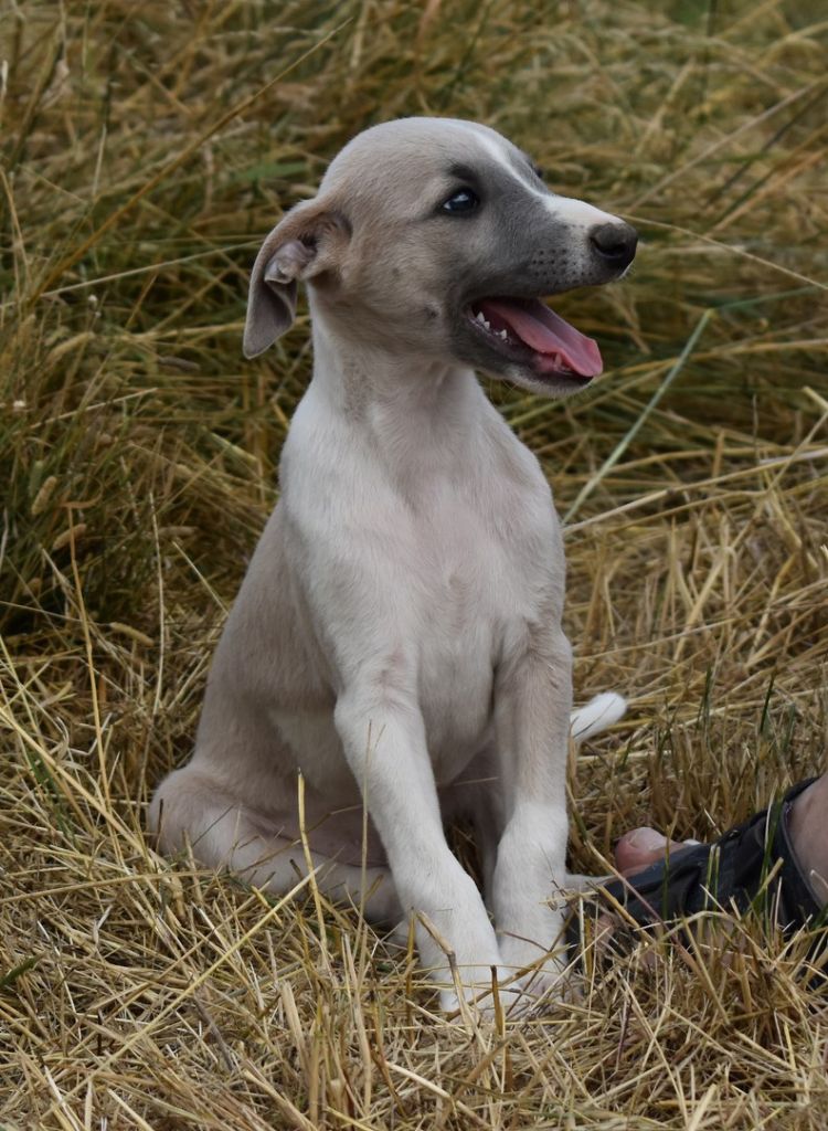 PHANTAISIE DE MOZART