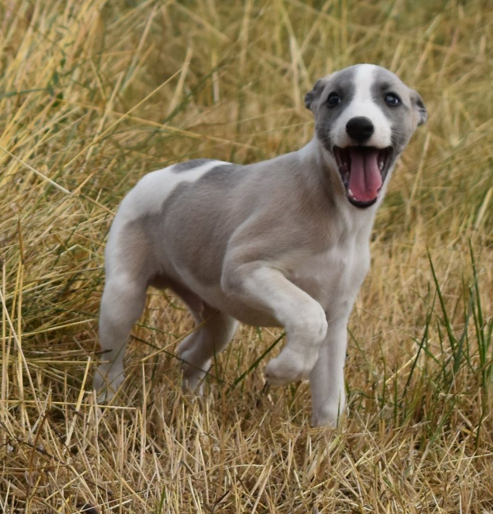 PHANTAISIE DE BERLIOZ