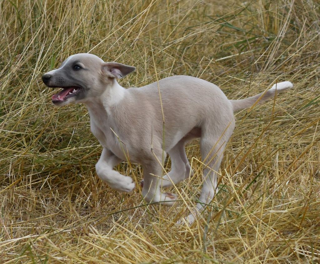 PHANTAISIE DE MOZART