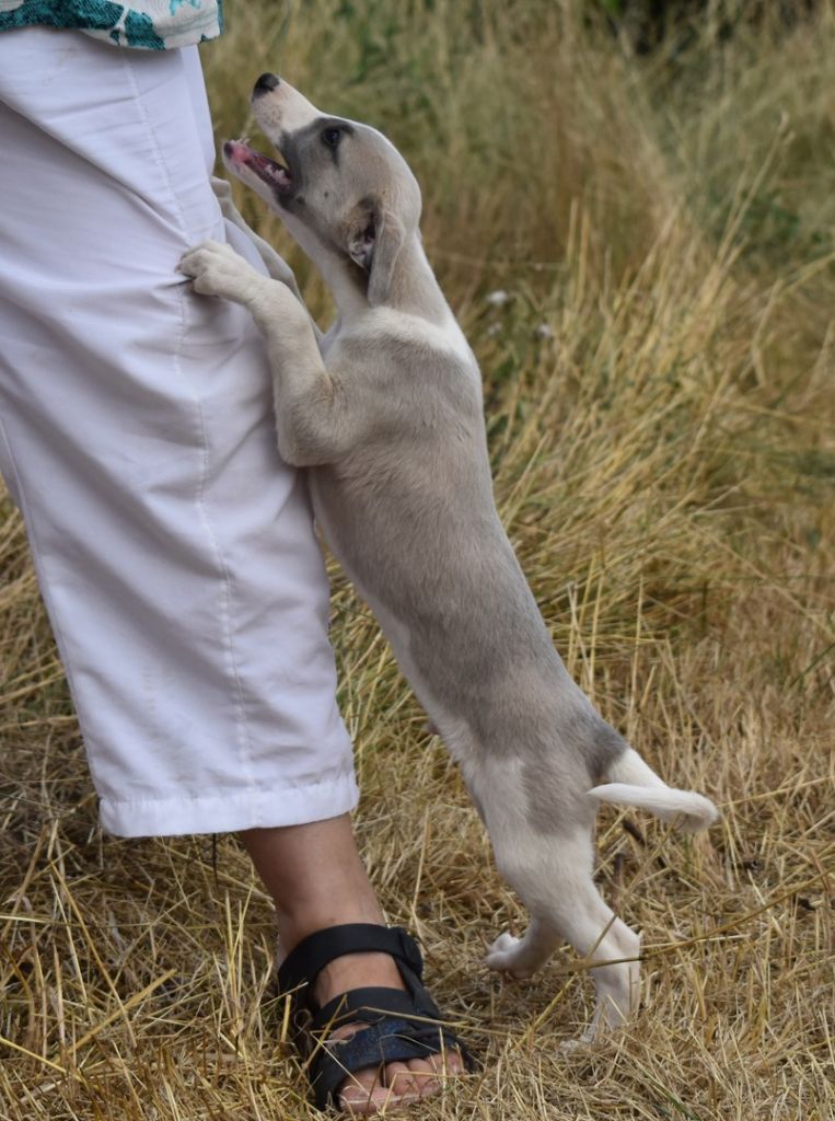 PHANTAISIE DE CHOPIN