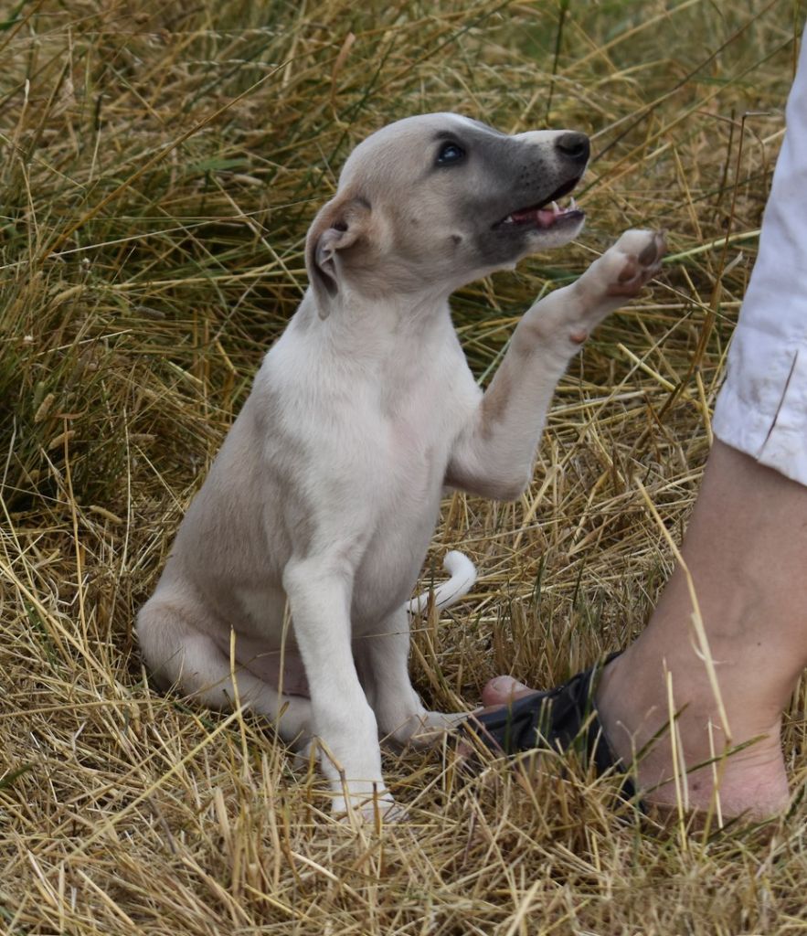 PHANTAISIE DE MOZART