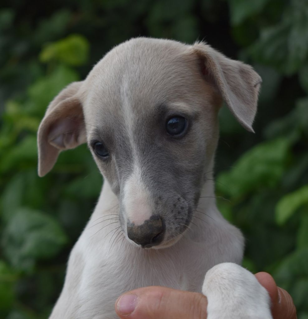 PHANTAISIE DE MOZART