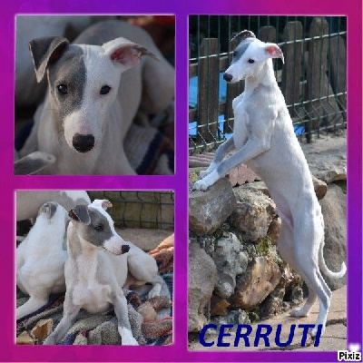 TEMPTED BY CERRUTI - Whippet