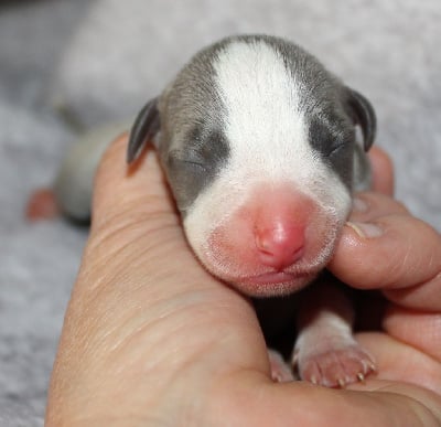 Les chiots de Whippet