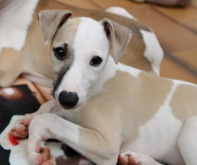 Les chiots de Whippet