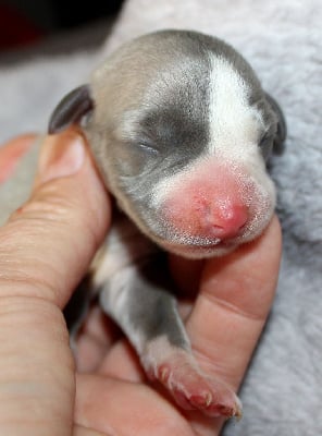Les chiots de Whippet