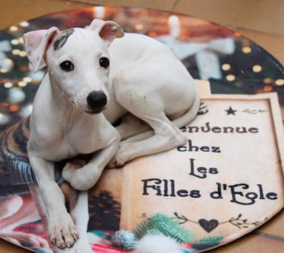 Les chiots de Whippet