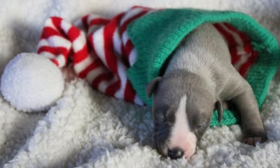 Les chiots de Whippet