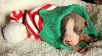 Les chiots de Whippet