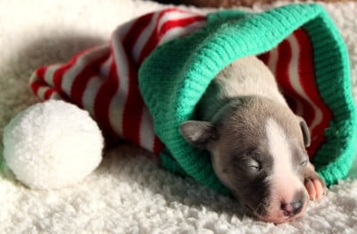 Les chiots de Whippet