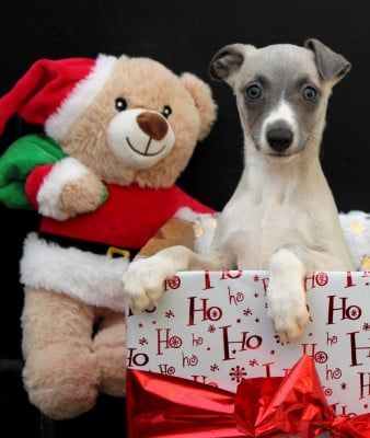 Les chiots de Whippet