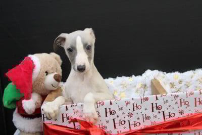 Les chiots de Whippet