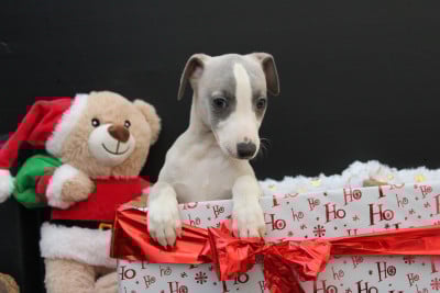 Les chiots de Whippet