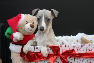 Les chiots de Whippet