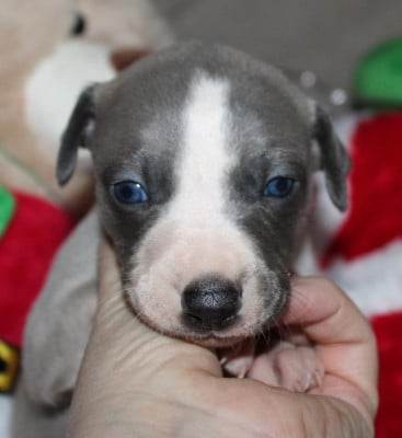 Les chiots de Whippet