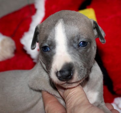 Les chiots de Whippet