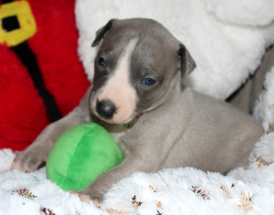 Les chiots de Whippet