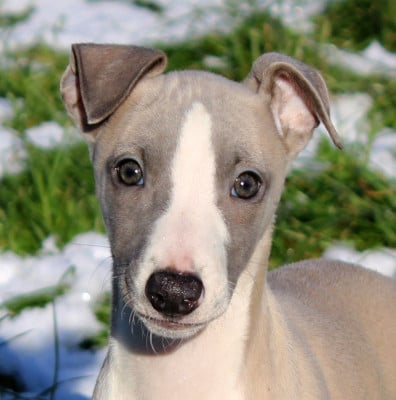 Les chiots de Whippet