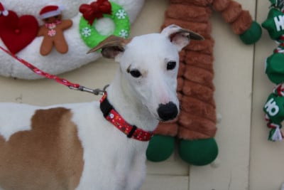 Les chiots de Whippet