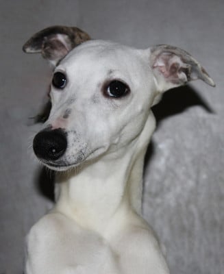 Les chiots de Whippet