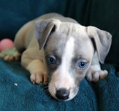 Les chiots de Whippet