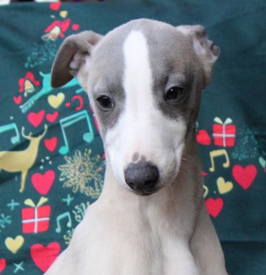 Les chiots de Whippet