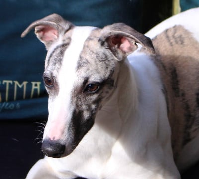 Les chiots de Whippet