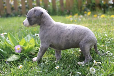 Les chiots de Whippet
