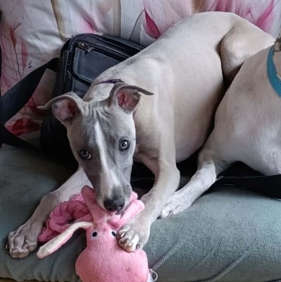 Les chiots de Whippet