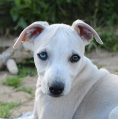 Les chiots de Whippet
