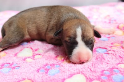 Les chiots de Whippet