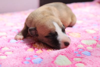 Les chiots de Whippet