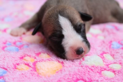 Les chiots de Whippet