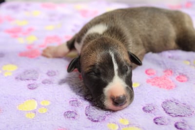 Les chiots de Whippet